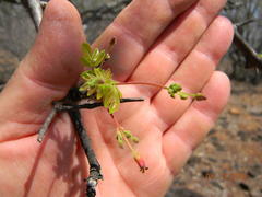 Commiphora mollis