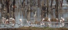Ardea cinerea