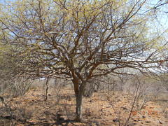 Commiphora mollis