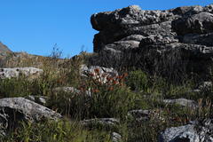 Liparia splendens splendens