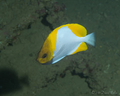 Hemitaurichthys polylepis