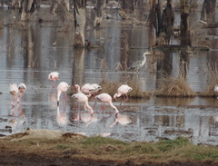 Ardea cinerea