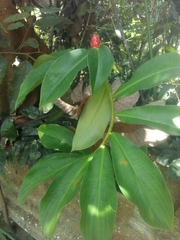 Costus pulverulentus