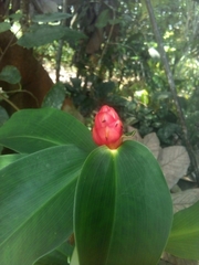 Costus pulverulentus