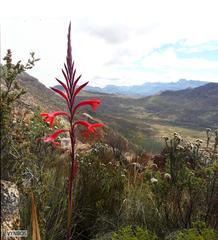 Watsonia vanderspuyae