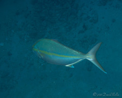 Seriola dumerili