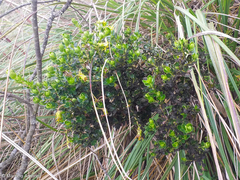 Monticalia arbutifolia