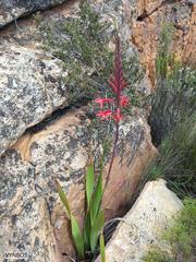 Watsonia vanderspuyae