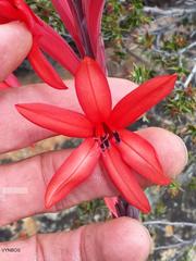 Watsonia vanderspuyae