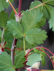 Acer glabrum diffusum