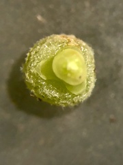 Scleria muehlenbergii