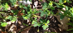 Medicago polymorpha