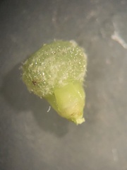 Scleria muehlenbergii
