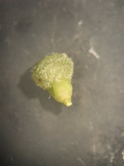 Scleria muehlenbergii