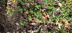 Medicago polymorpha
