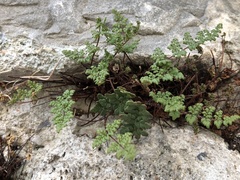 Oeosporangium