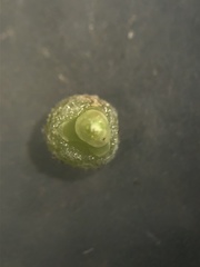 Scleria muehlenbergii