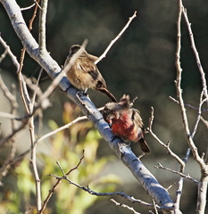 Lagonosticta rubricata