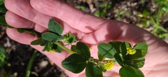 Medicago polymorpha