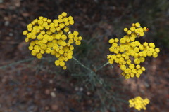 Ozothamnus diotophyllus