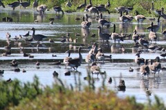 Limosa limosa
