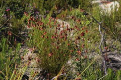 Staberoha distachyos