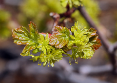 Acer glabrum diffusum