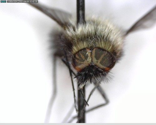 iNaturalist observation photo of Bee Flies