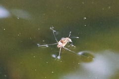 Trepobates pictus
