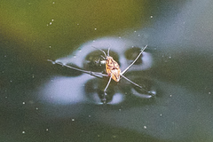Trepobates pictus
