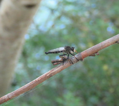 Neoitamus brevicomus