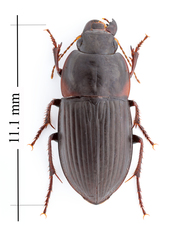 Anisodactylus merula