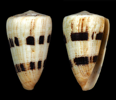 Conus augur