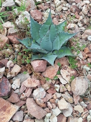 Agave flexispina