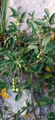 Solanum radicans