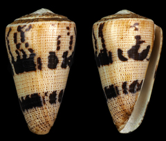 Conus augur