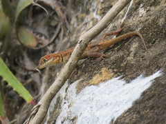 Tropidurus etheridgei