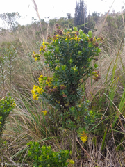 Monticalia arbutifolia
