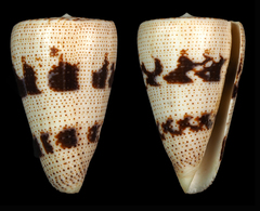 Conus augur