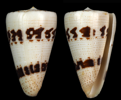 Conus augur