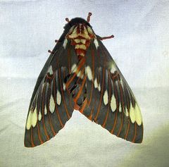 Citheronia splendens