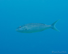 Green Jobfish photo 3
