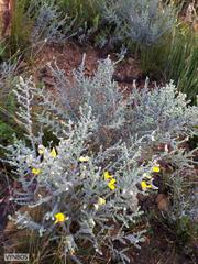 Aspalathus triquetra