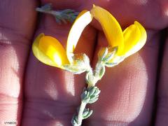 Aspalathus triquetra