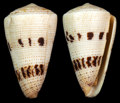 Conus augur