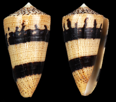 Conus augur