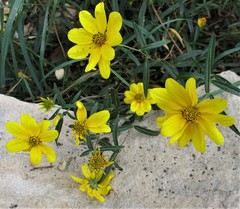 Helianthus porteri