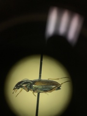 Bembidion confusum