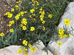 Helianthus porteri