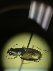 Bembidion confusum